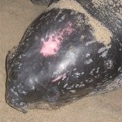 Automatische beeldherkenningstechniek spoort bedreigde lederschildpad op