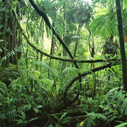 Amazone bakermat van reislustige tropische ziekteverwekker