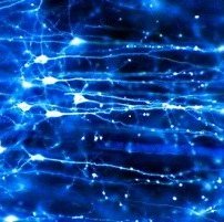CWI start onderzoeksproject spiking neurale netwerken