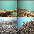 Nieuwe technologie van het Centrum Wiskunde & Informatica werpt licht op biodiversiteit in koraalriffen